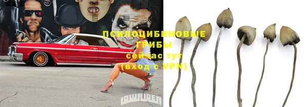 крисы Алзамай